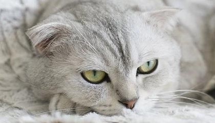 长岭伴游，定制QQ：3494206190微信：act1322